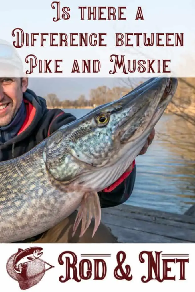 What is the difference between a Pike and a Muskie? And How To Tell