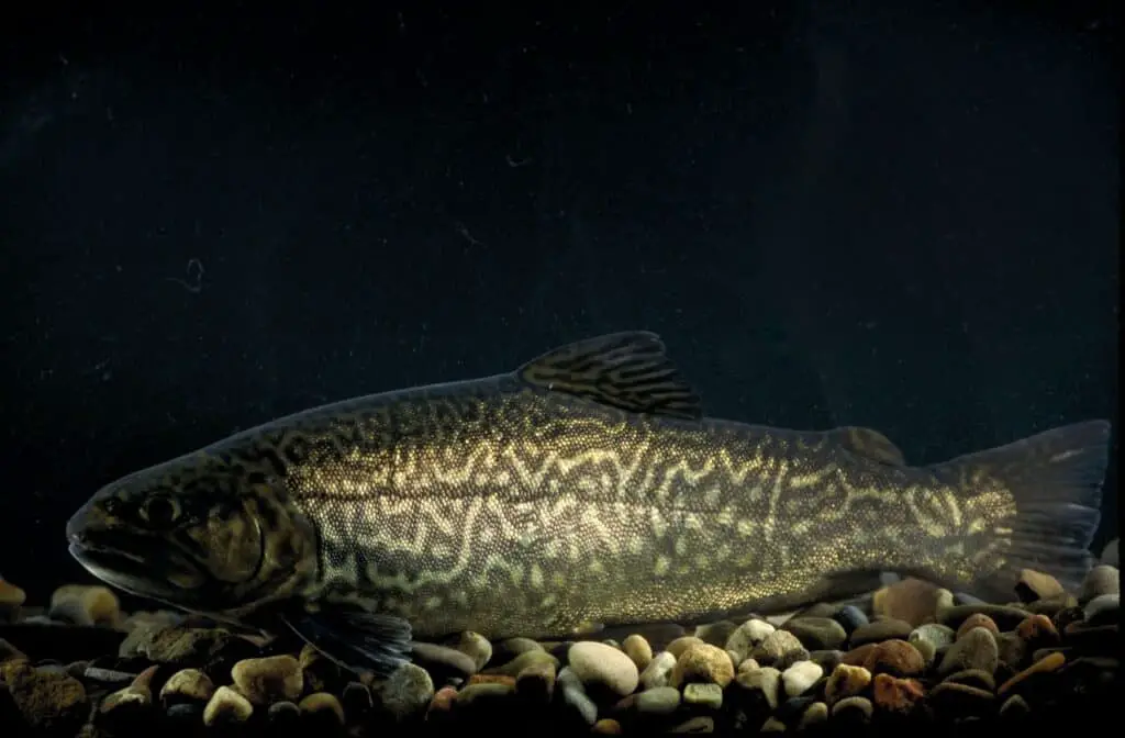 What is a Tiger trout?