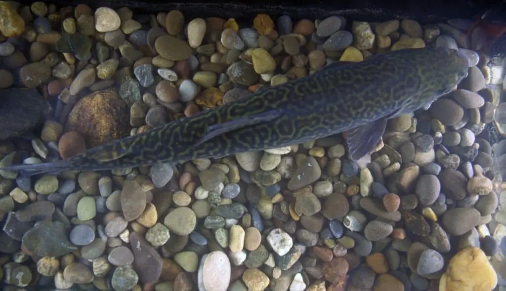 What is a tiger trout?