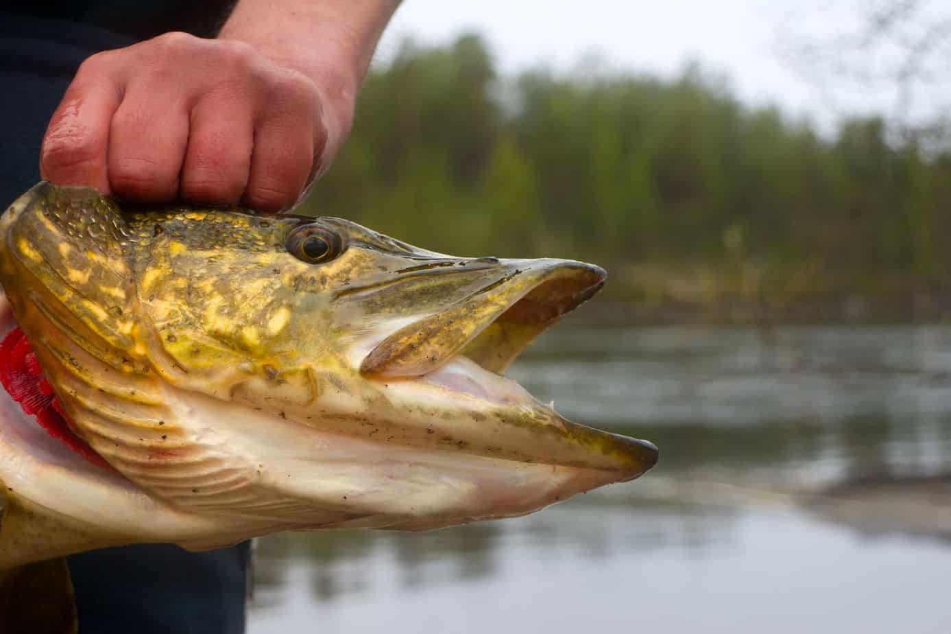 what-is-the-difference-between-a-pike-and-a-muskie-and-how-to-tell